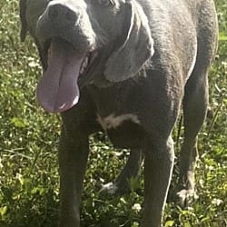 Photo of Blue Bayou, adoptable Labrador Retriever Weimaraner in Yorkville, Illinois