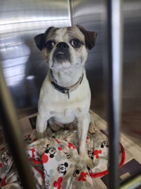 Photo of A2296761, adoptable Pug in Los Angeles, California