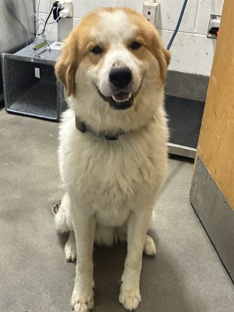 Photo of Zonic, adoptable Great Pyrenees in Forestville, Maryland