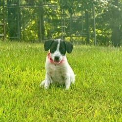 Photo of Tessa, adoptable Pointer English Springer Spaniel in Denver, Colorado