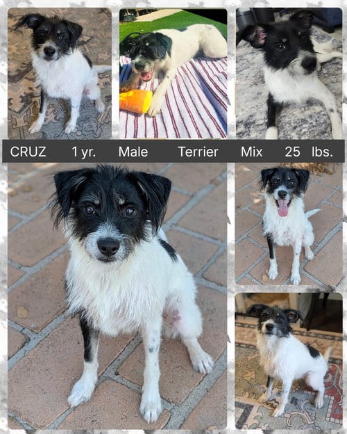 Photo of Cruz, adoptable Schnauzer in Mesa, Arizona