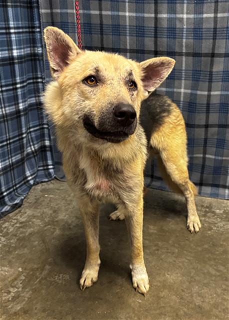 Photo of Greg, adoptable German Shepherd Dog in Rosenberg, Texas