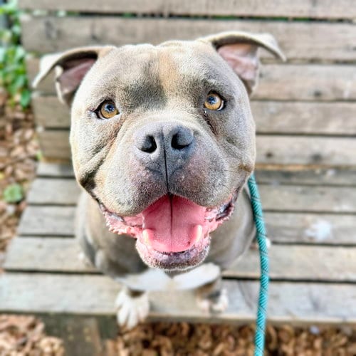 Photo of Boomer, adoptable American Bulldog in Oakland, California