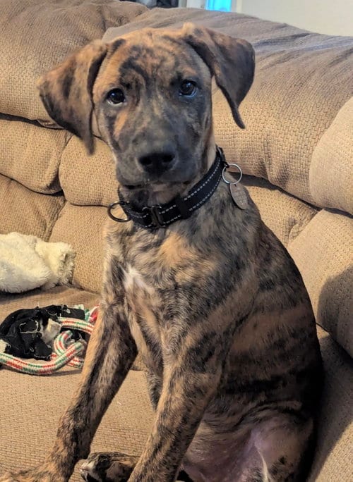 Photo of Gypsy, adoptable Australian Cattle Dog/Blue Heeler in League City, Texas