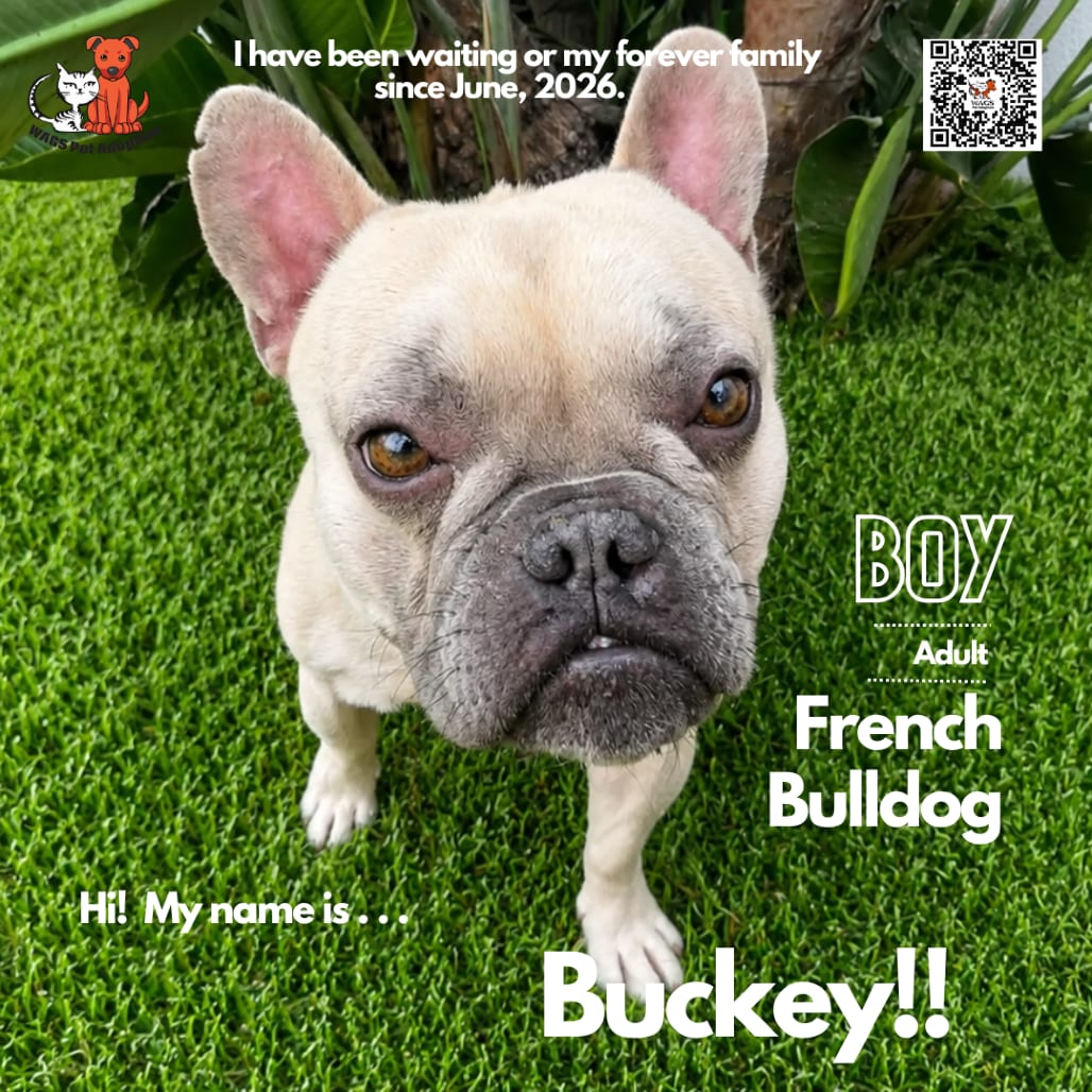 Photo of Buckey, adoptable Bulldog, French in Westminster, California