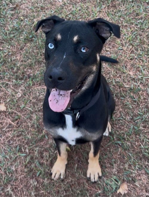 Photo of Kevin, adoptable Husky in Conroe, Texas