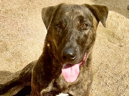 Photo of Summit, adoptable dog in Georgetown, Texas