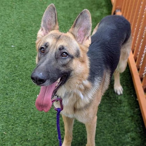 Photo of Rocky, adoptable German Shepherd Dog in Las Vegas, Nevada