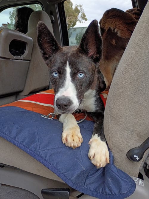 Photo of Zoey, adoptable Border Collie in San Juan Bautista, California