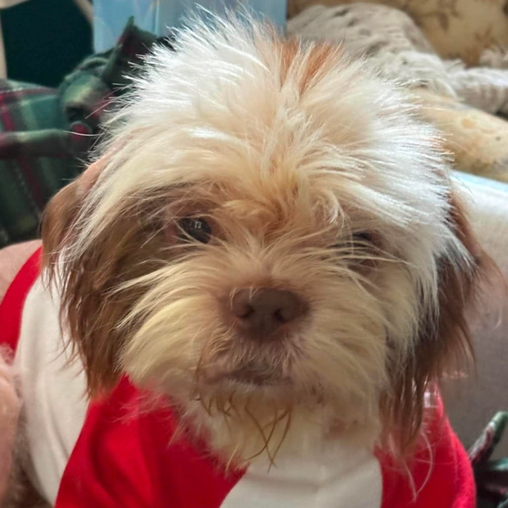 Photo of Spencer, adoptable Shih Tzu in Normal, Illinois