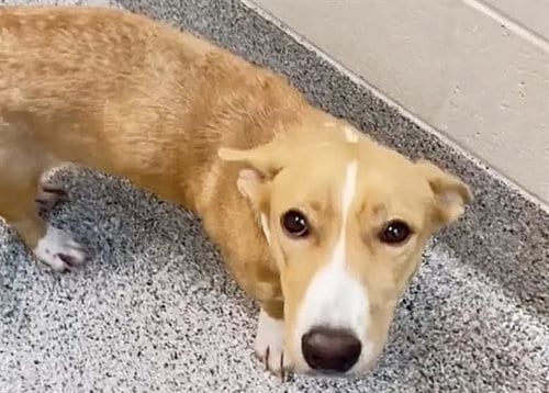 Photo of Wendy, adoptable Black Mouth Cur in Houston, Texas