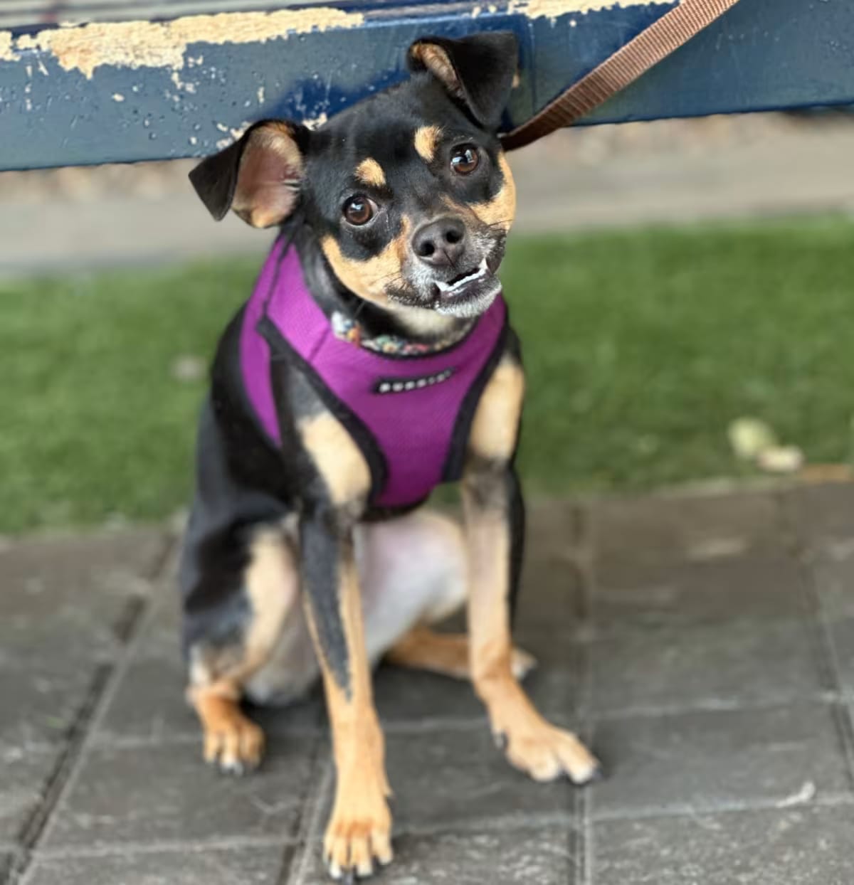 Photo of Dilly, adoptable Chihuahua/Mixed Breed (Medium) in Oakland, California