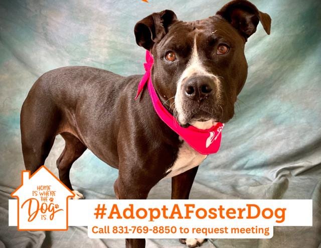 Photo of Luna, adoptable Pit Bull Terrier in Salinas, California