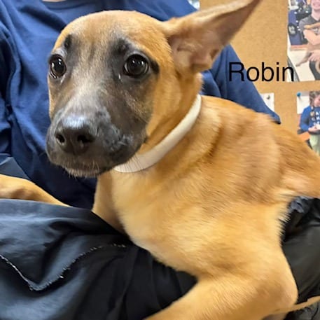 Photo of Robin, adoptable Mixed Breed (Medium)