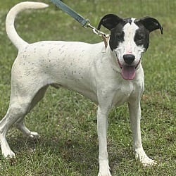 Photo of Cooper, adoptable Great Dane Pointer in Johnston, Rhode Island