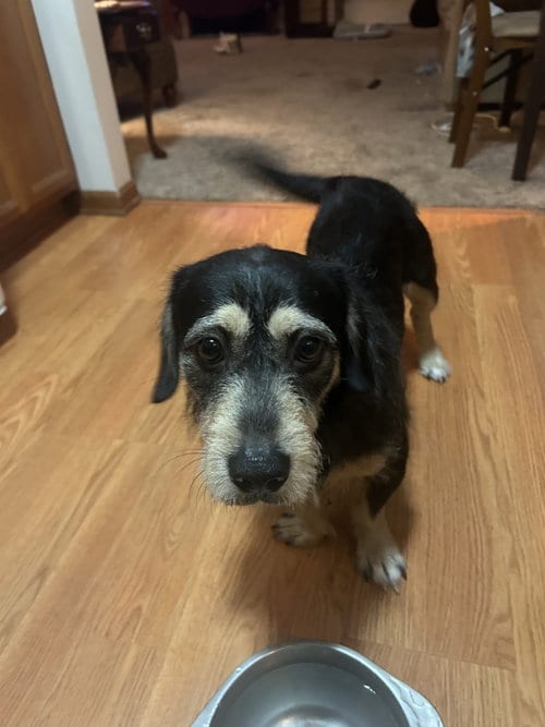 Photo of Ace, adoptable Terrier in Plainfield, Illinois