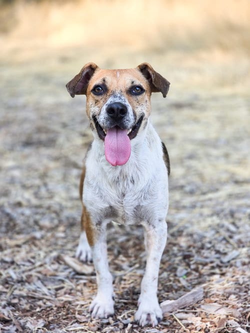 Photo of Samie, adoptable Australian Cattle Dog/Blue Heeler in Sandy, Utah