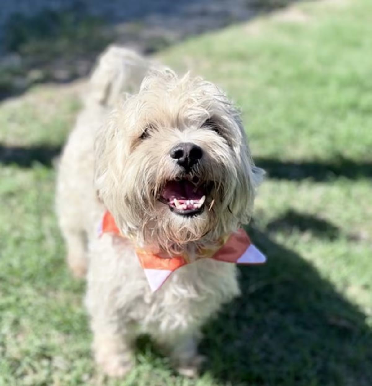Photo of Kraken, adoptable Mixed Breed (Small) in McKinney, Texas