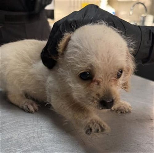 Photo of Chucky, adoptable Chihuahua in Redlands, California