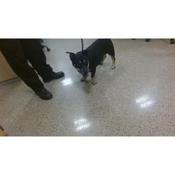 Photo of Abby, adoptable Terrier (Unknown Type, Medium) in Doral, Florida