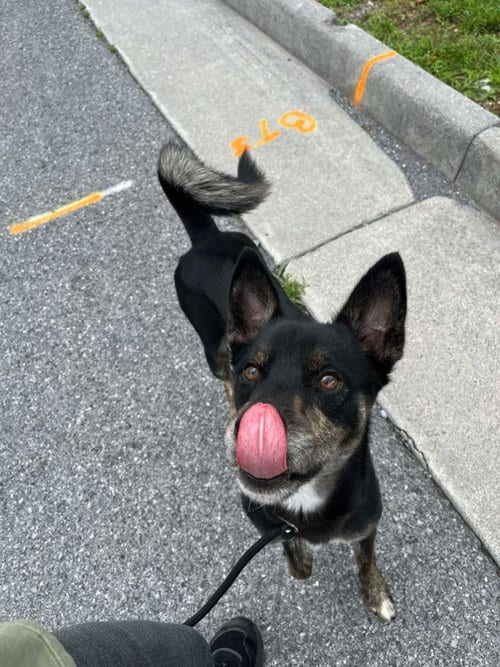 Photo of Tank, adoptable Husky in Front Royal, Virginia