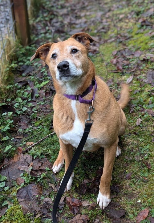 Photo of Ryan, adoptable Retriever in Bellevue, Washington