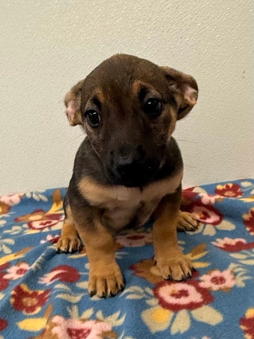 Photo of Billie Jo, adoptable Chihuahua in Osgood, Indiana