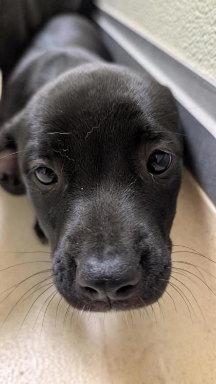 Photo of Ginger, adoptable Terrier, Pit Bull/Mix in Raeford, North Carolina
