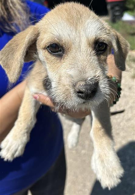 Photo of A663328, adoptable Miniature Schnauzer in Houston, Texas