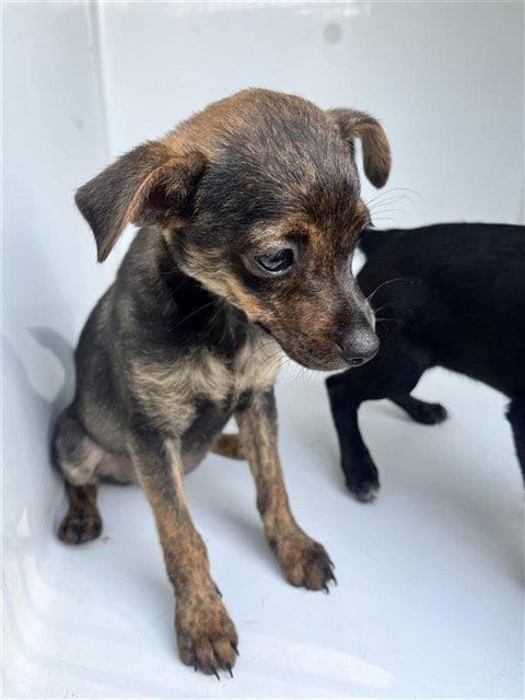 Photo of A662132, adoptable Chihuahua in Houston, Texas