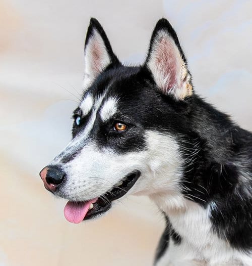 Photo of Luna, adoptable Siberian Husky in Pasadena, California