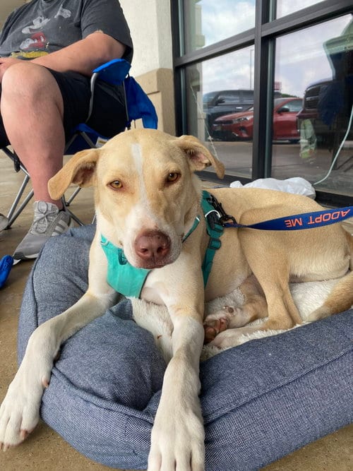 Photo of Jiffy, adoptable Yellow Labrador Retriever in Gun Barrel City, Texas