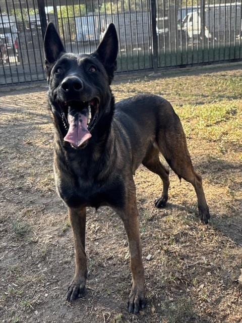 Photo of Primrose, adoptable Belgian Shepherd Malinois in Riverside, California