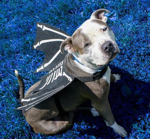 Photo of Travis, adoptable Pit Bull Terrier in AUSTIN, Minnesota