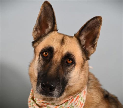 Photo of Harley, adoptable German Shepherd Dog in Fort Collins, Colorado
