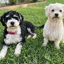 Photo of Snickerdoodle and Coconut, adoptable Poodle (Standard) in Newport Beach, California