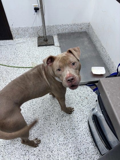 Photo of Apalachio, adoptable dog in Atlanta, Georgia