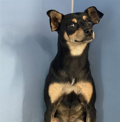 Photo of Kevin, adoptable Chihuahua in San Bernardino, California