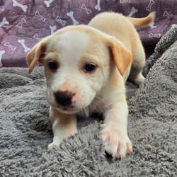 Photo of Ghost, adoptable Husky Labrador Retriever in Frederick, Maryland