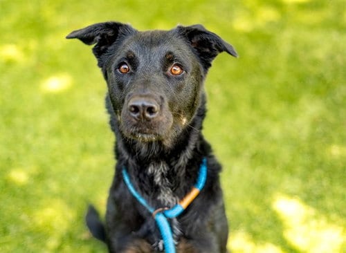 Photo of Dexter, adoptable Labrador Retriever in San Jose, California