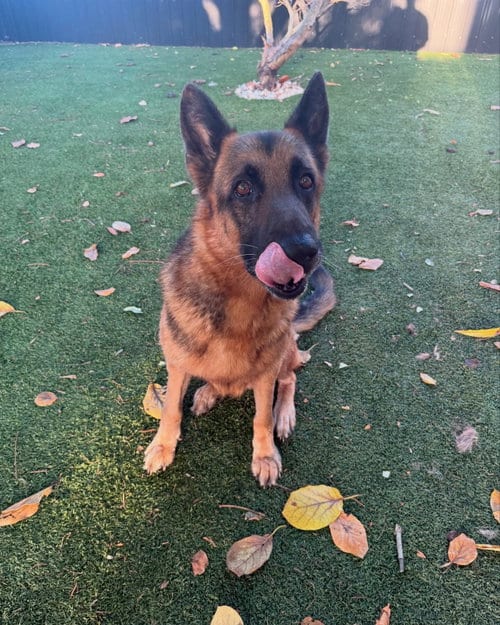 Photo of Bear, adoptable German Shepherd Dog in Plantation, Florida