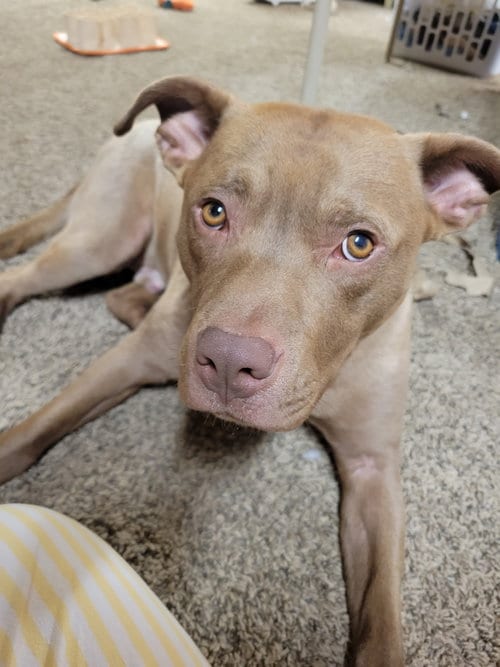 Photo of Teddy, adoptable American Pit Bull Terrier in Livonia, Michigan