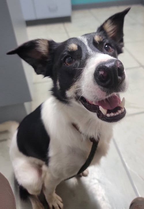 Photo of Toby, adoptable Border Collie in Highland, Illinois