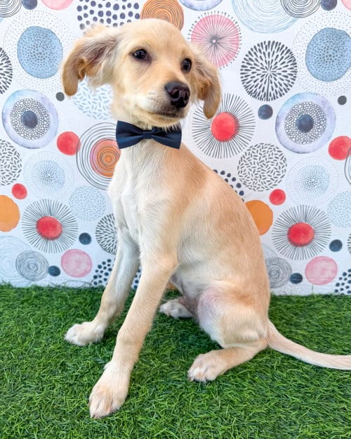 Photo of Kai, adoptable Maltese in Corona, California