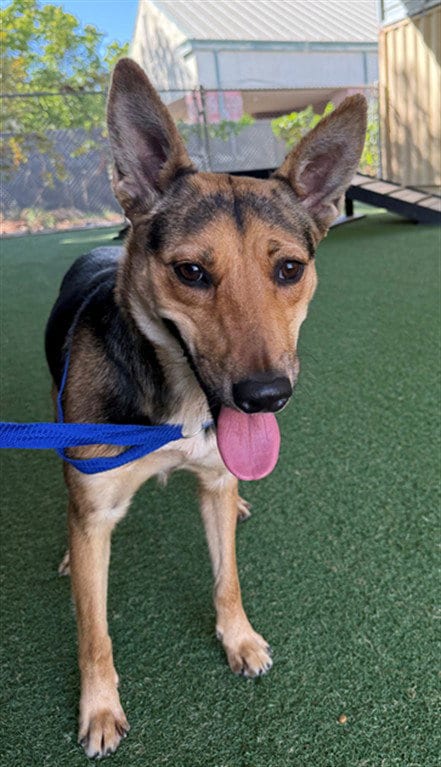 Photo of Camille, adoptable German Shepherd Dog in Woodland, California