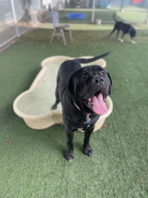 Photo of Lucky, adoptable Cane Corso Mastiff in Chatsworth, California