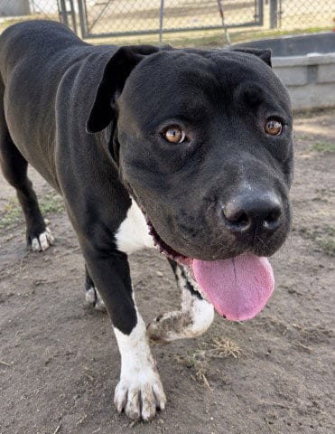 Photo of Feather, adoptable Cane Corso Mastiff in Bakersfield, California