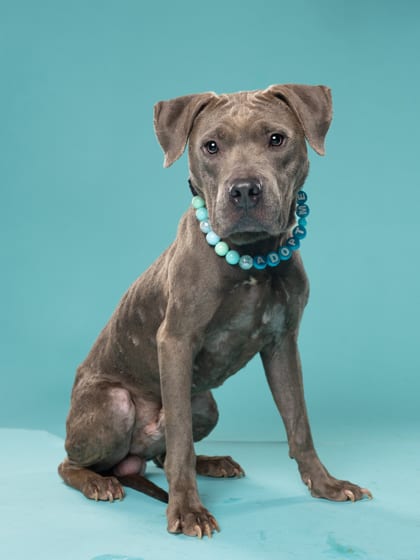Photo of Smoke, adoptable dog in Atlanta, Georgia