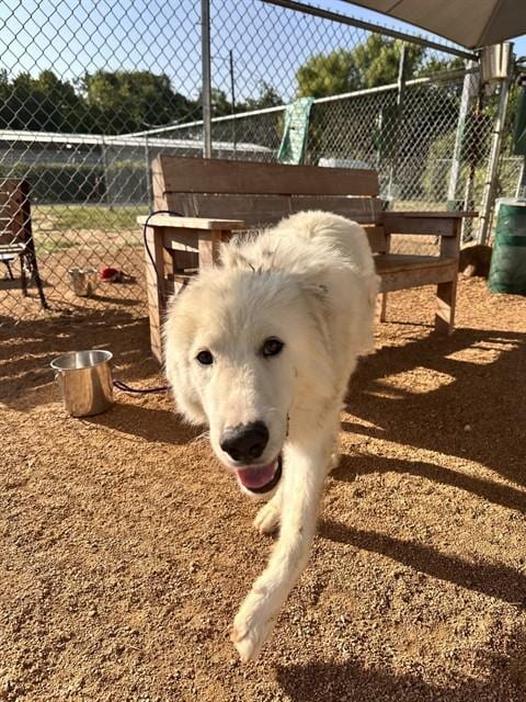 Photo of Clive, adoptable Great Pyrenees in Killeen, Texas