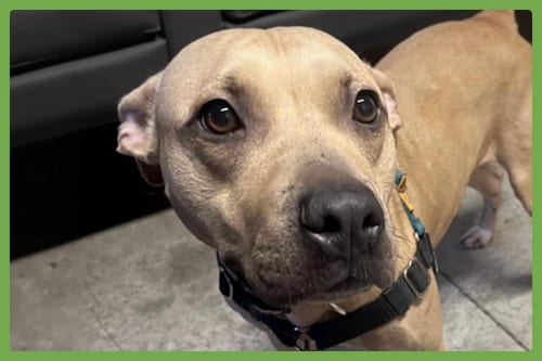 Photo of Fiona, adoptable American Pit Bull Terrier in Amherst, Massachusetts